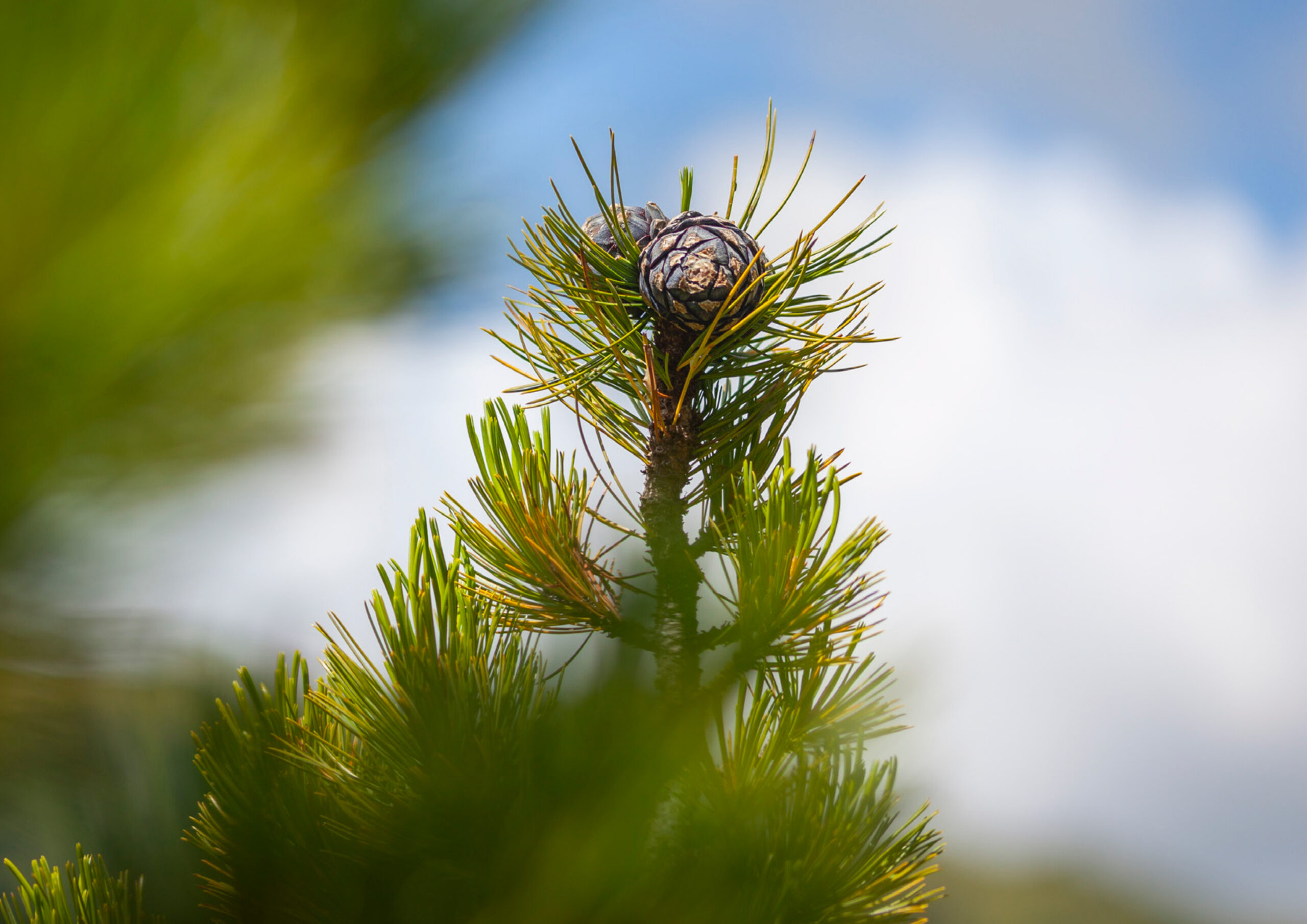 Zirben Naturbild